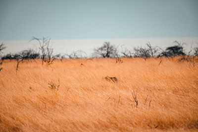 Scenic view of field against clear sky