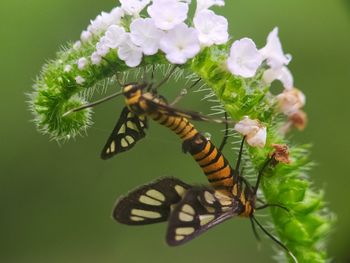 Close-up of butterfly pollinating on flower