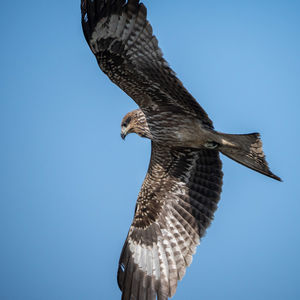 Low angle view of bird flying against clear blue sky