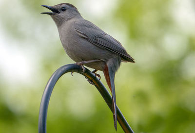 Bird calling on the perch