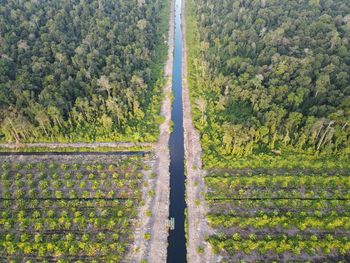 River passing through a forest