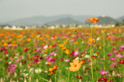 Close-up of cosmos flowers on field