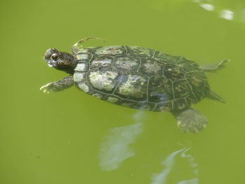 Close-up of turtle swimming in sea