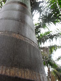 Low angle view of palm tree