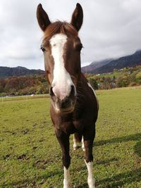 Horse standing on field