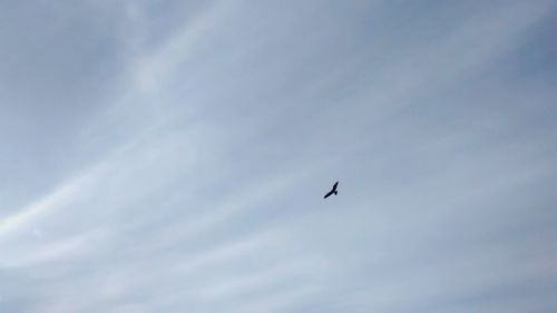 Low angle view of airplane flying in sky