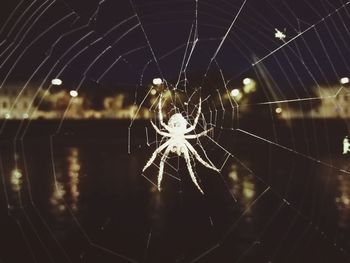 Close-up of spider on web