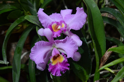 Close-up of pink flowers blooming outdoors