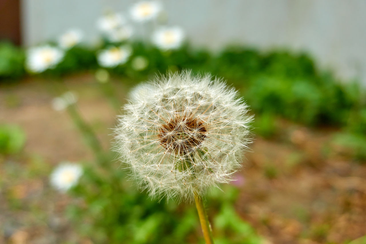 plant, flower, flowering plant, freshness, dandelion, beauty in nature, nature, fragility, focus on foreground, close-up, growth, no people, grass, day, flower head, inflorescence, outdoors, macro photography, wildflower, white, softness, environment, tranquility, plant stem, dandelion seed, springtime, land, field, seed