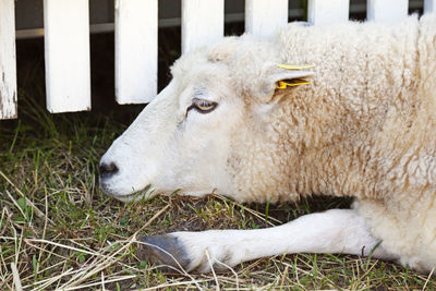 Sheep in a field