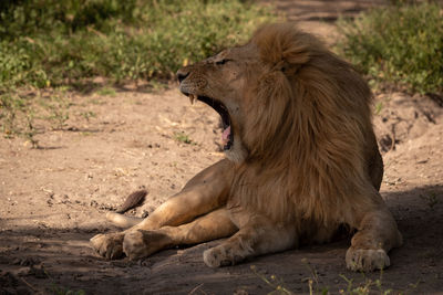 Male lion lies in shade yawning widely