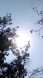 Low angle view of tree against sky