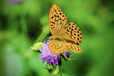 Close-up of butterfly pollinating on flower