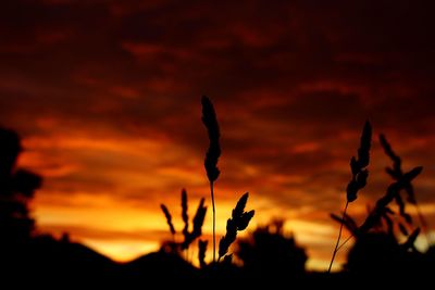 Close-up of silhouette plants against orange sky
