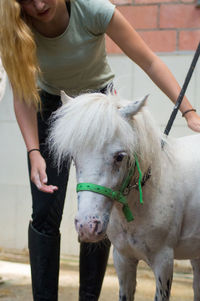 Close-up of woman holding horse