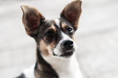 Close-up portrait of dog