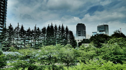 Trees against sky