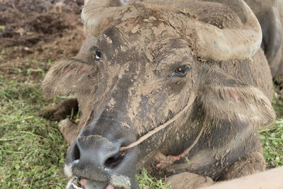 Close-up of buffalo on field