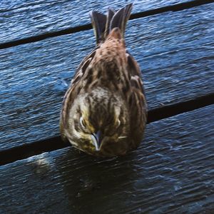 High angle view of cat swimming in lake