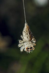 Close-up of hanging spider