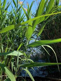 Close-up of bamboo plant on field