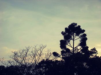 Low angle view of trees against sky