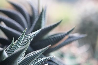 Close-up of succulent plant