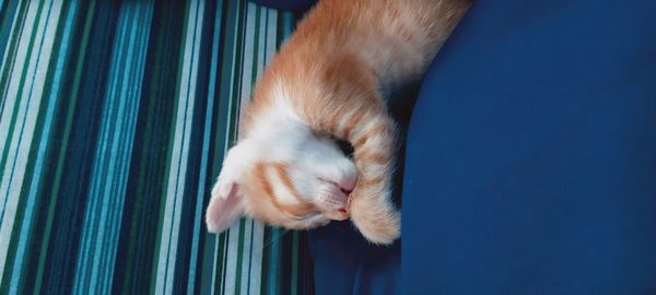 Close-up of cat sleeping