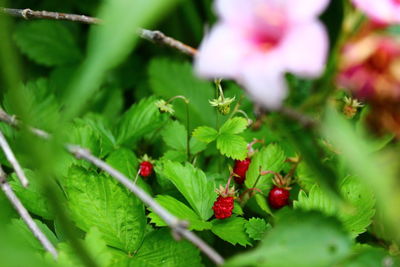 Close-up of red flowers on plant