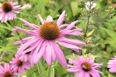 Close-up of pink flower