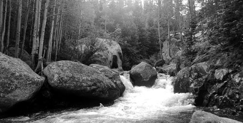 Scenic view of waterfall in forest