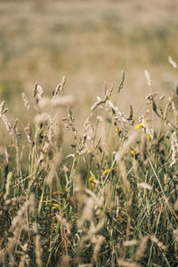 Close-up of crops growing on field