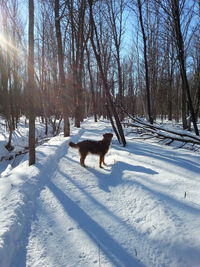 Dog standing on snow covered street amidst trees on sunny day