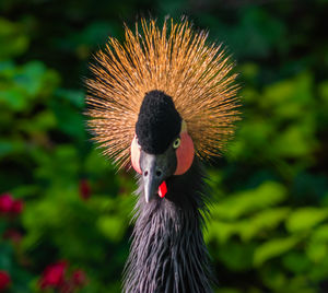 Close-up portrait of a bird