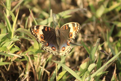 Close-up of butterfly pollinating flower