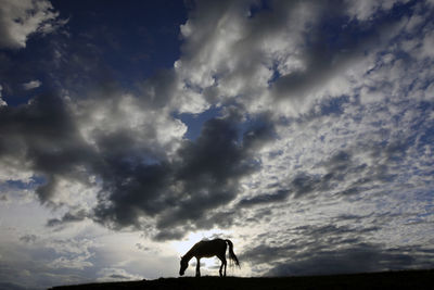 Silhouette horse standing on landscape against sky