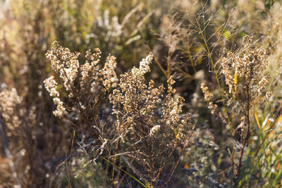 Close-up of plant growing on field