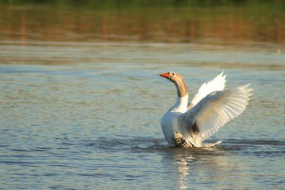 Swan on lake