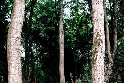 Low angle view of bamboo trees in forest