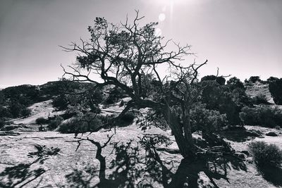 Trees on landscape against clear sky