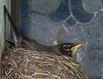 High angle view of bird in nest