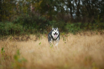 Portrait of dog running on field