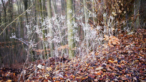 Plants growing on land during autumn