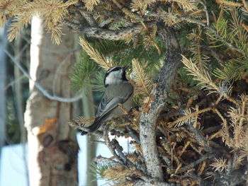 Close-up of bird perching on tree