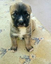 High angle portrait of puppy sitting outdoors