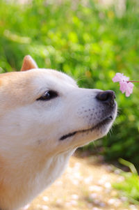 Close-up of a dog looking away