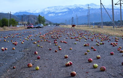 Apples on road against mountains during winter