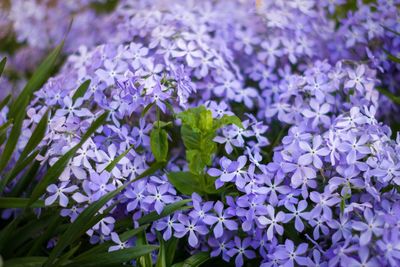Close-up of purple flowering plants