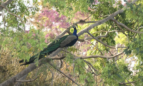 Bird perching on a tree