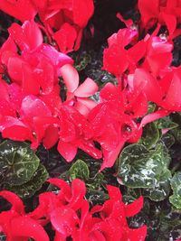 Close-up of pink flowers